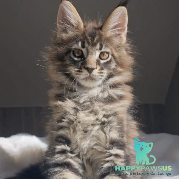 Quest Maine Coon male black tabby - live animals