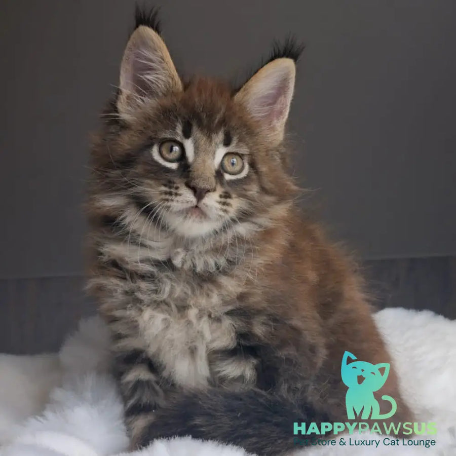 Quest Maine Coon male black tabby - live animals
