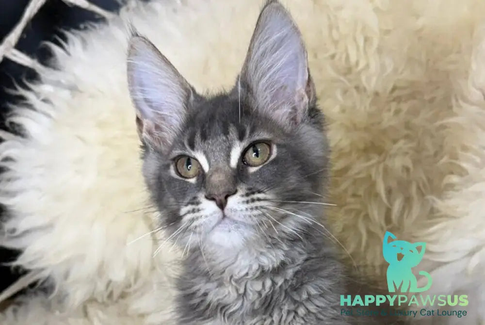 Quest Maine Coon male blue ticked tabby - live animals