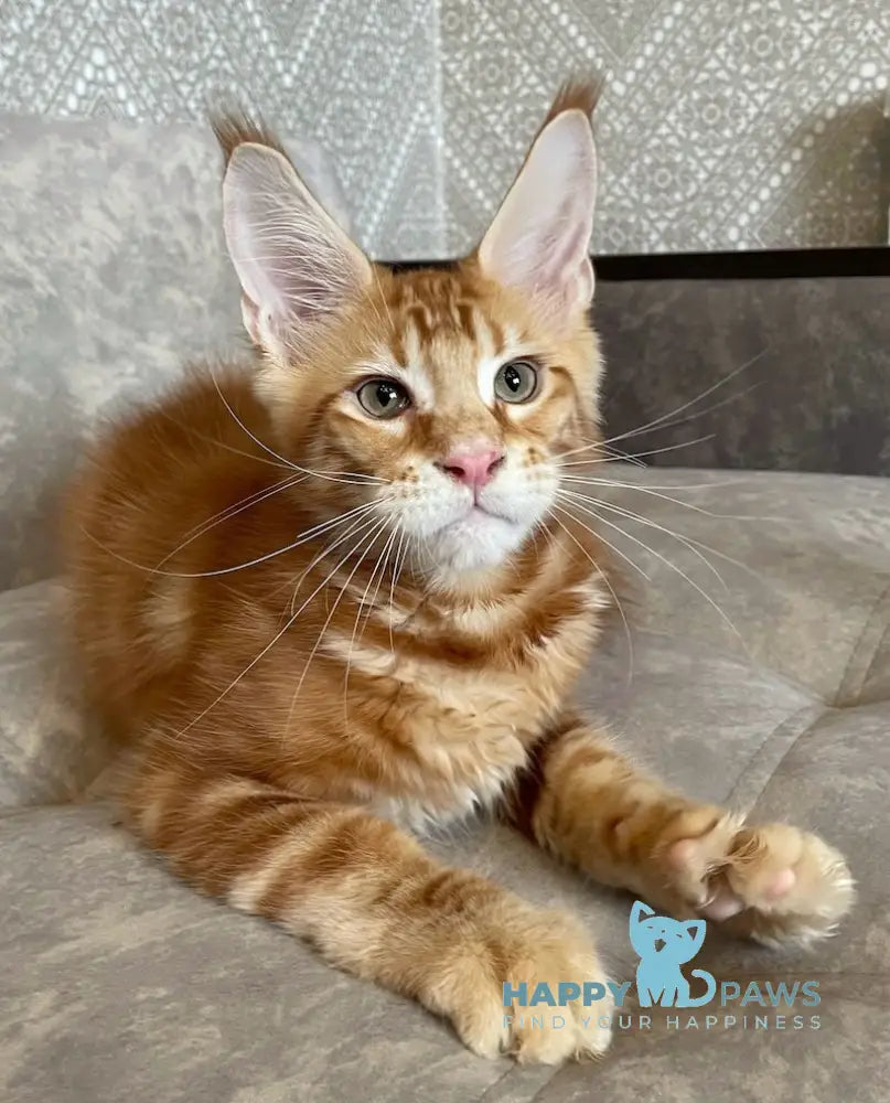 Quest Maine Coon male red tabby live animals