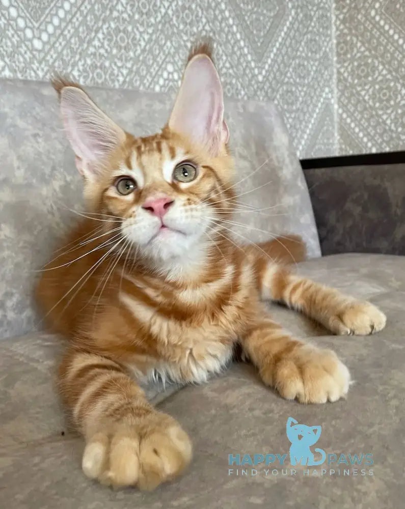 Quest Maine Coon male red tabby live animals