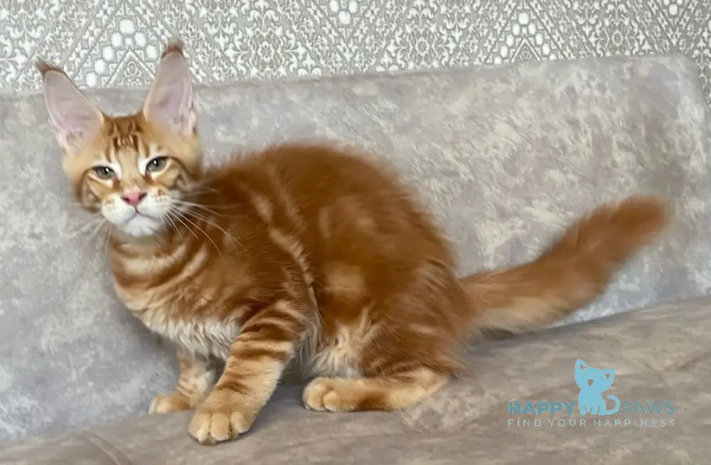Quest Maine Coon male red tabby live animals
