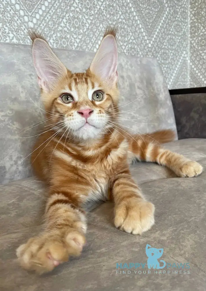Quest Maine Coon male red tabby live animals