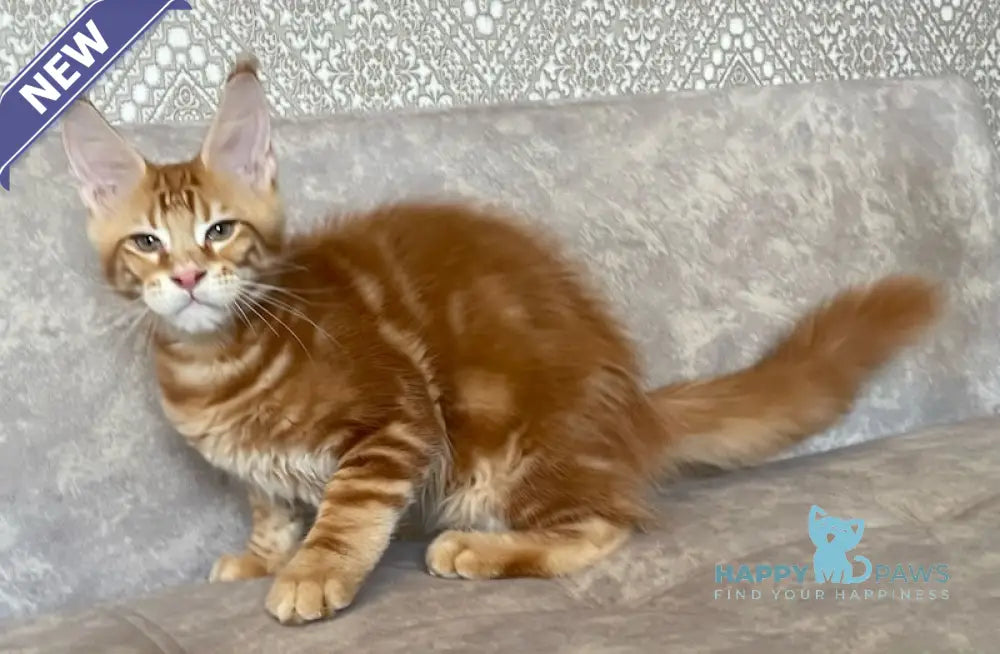 Quest Maine Coon male red tabby live animals