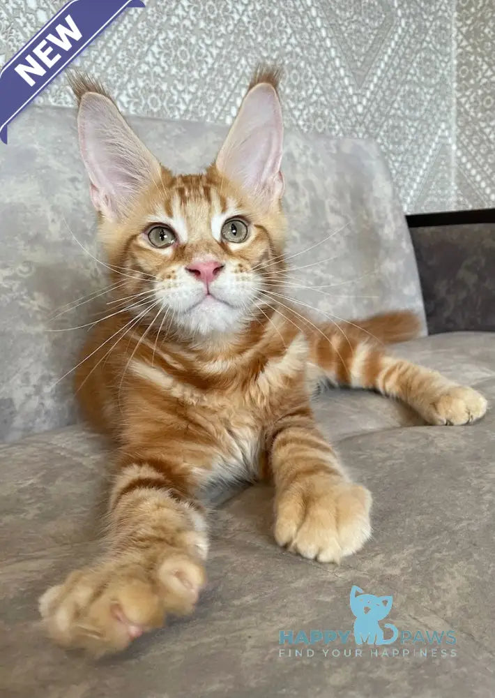 Quest Maine Coon male red tabby live animals