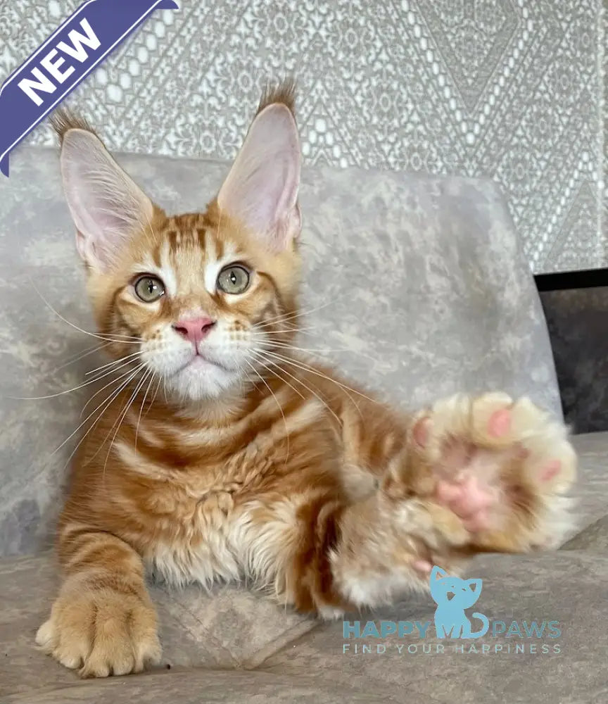 Quest Maine Coon male red tabby live animals