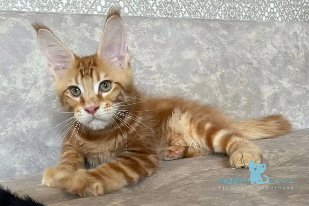 Quest Maine Coon male red tabby live animals