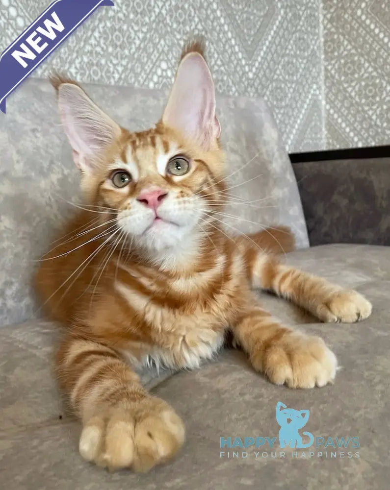 Quest Maine Coon male red tabby live animals
