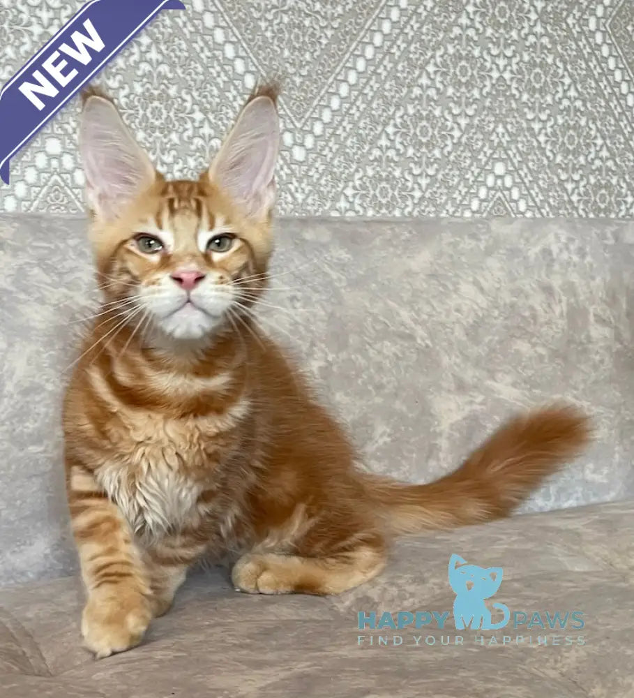 Quest Maine Coon male red tabby live animals