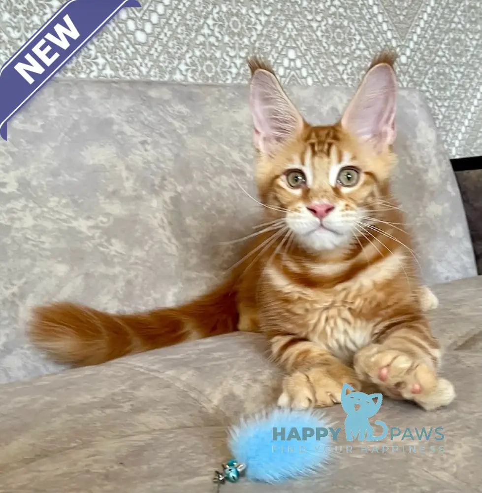 Quest Maine Coon male red tabby live animals