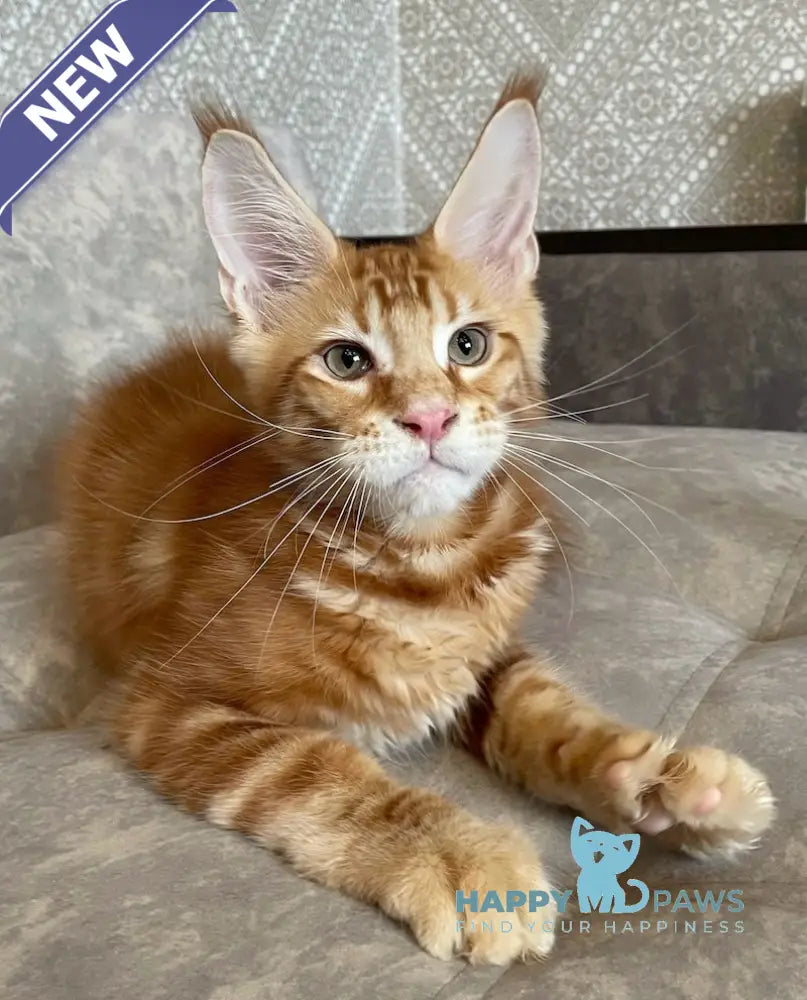 Quest Maine Coon male red tabby live animals