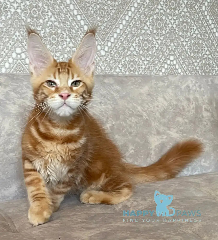 Quest Maine Coon male red tabby live animals