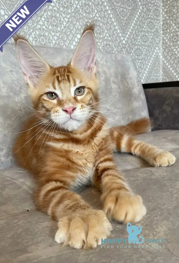 Quest Maine Coon male red tabby live animals