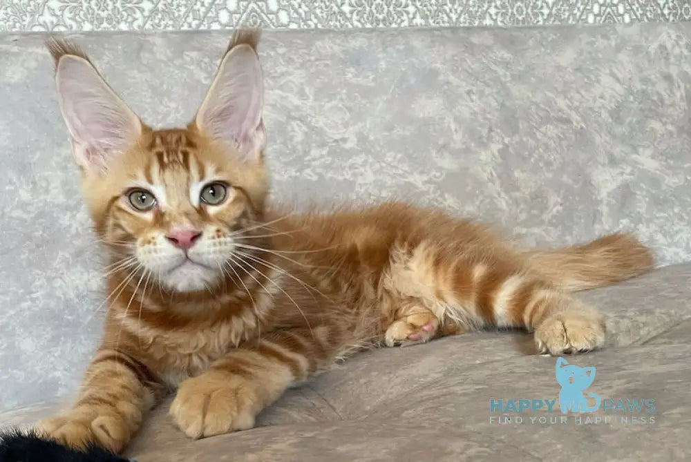 Quest Maine Coon male red tabby live animals