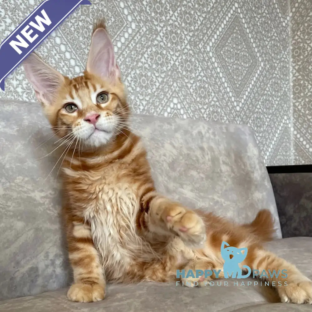 Quest Maine Coon male red tabby live animals
