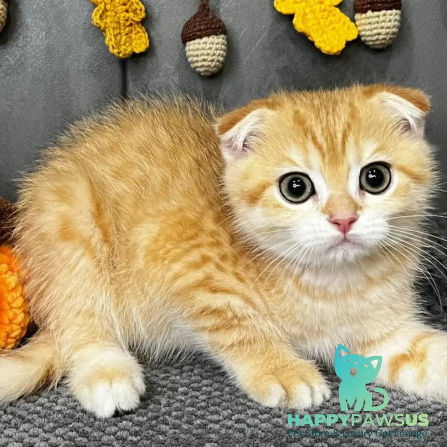 Quest Scottish Fold male black golden spotted tabby - live animals