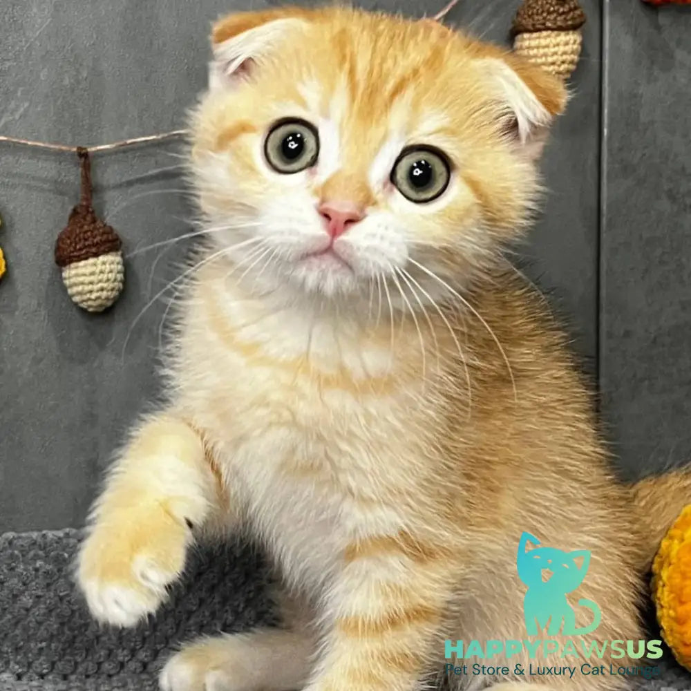 Quest Scottish Fold male black golden spotted tabby - live animals