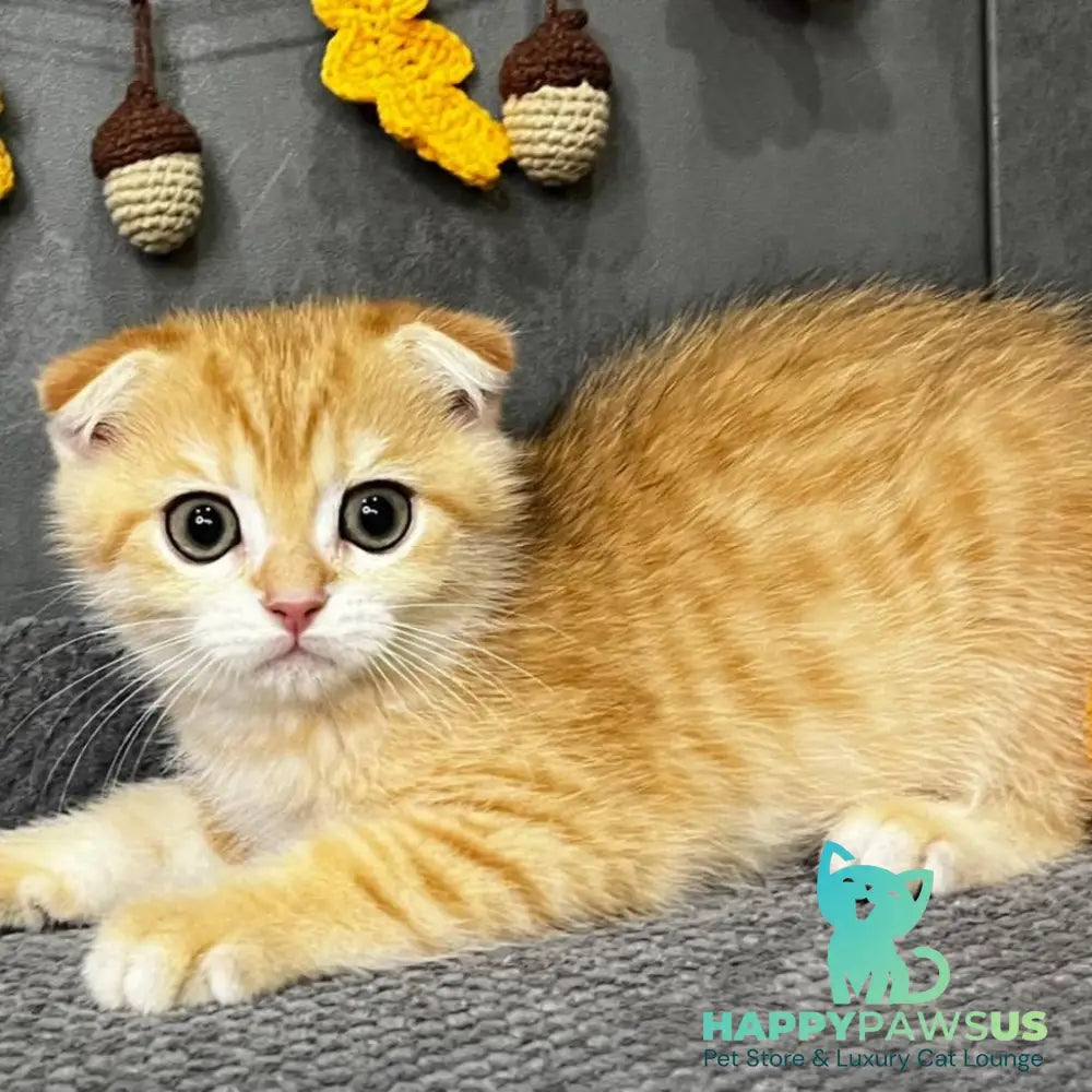 Quest Scottish Fold male black golden spotted tabby - live animals
