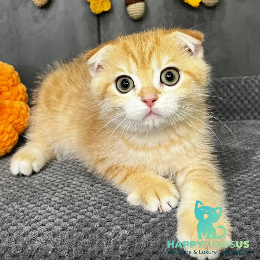 Quest Scottish Fold male black golden spotted tabby - live animals