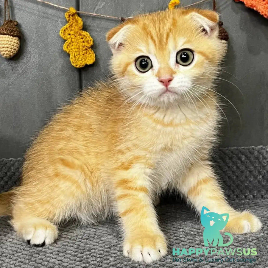 Quest Scottish Fold male black golden spotted tabby - live animals