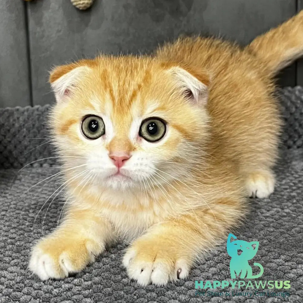 Quest Scottish Fold male black golden spotted tabby - live animals
