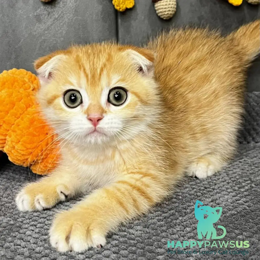 Quest Scottish Fold male black golden spotted tabby - live animals