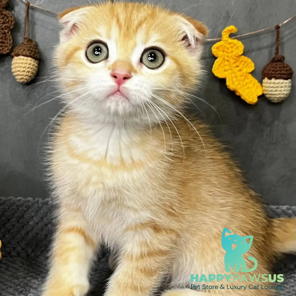 Quest Scottish Fold male black golden spotted tabby - live animals