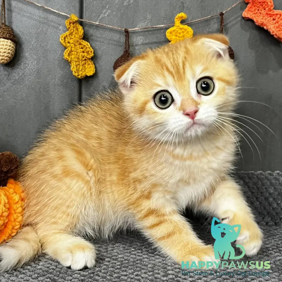Quest Scottish Fold male black golden spotted tabby - live animals