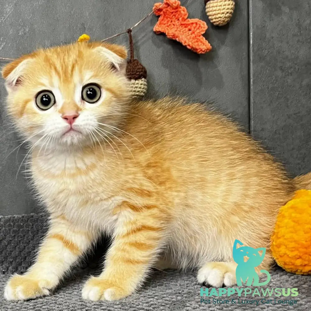 Quest Scottish Fold male black golden spotted tabby - live animals
