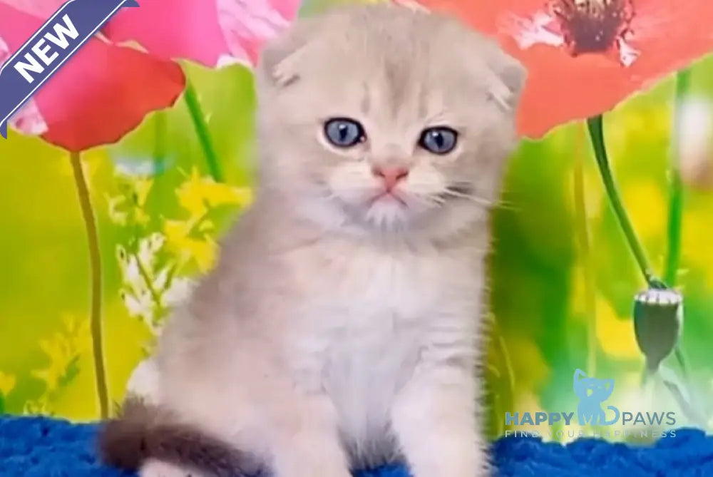 Quest Scottish Fold male blue golden chinchilla live animals