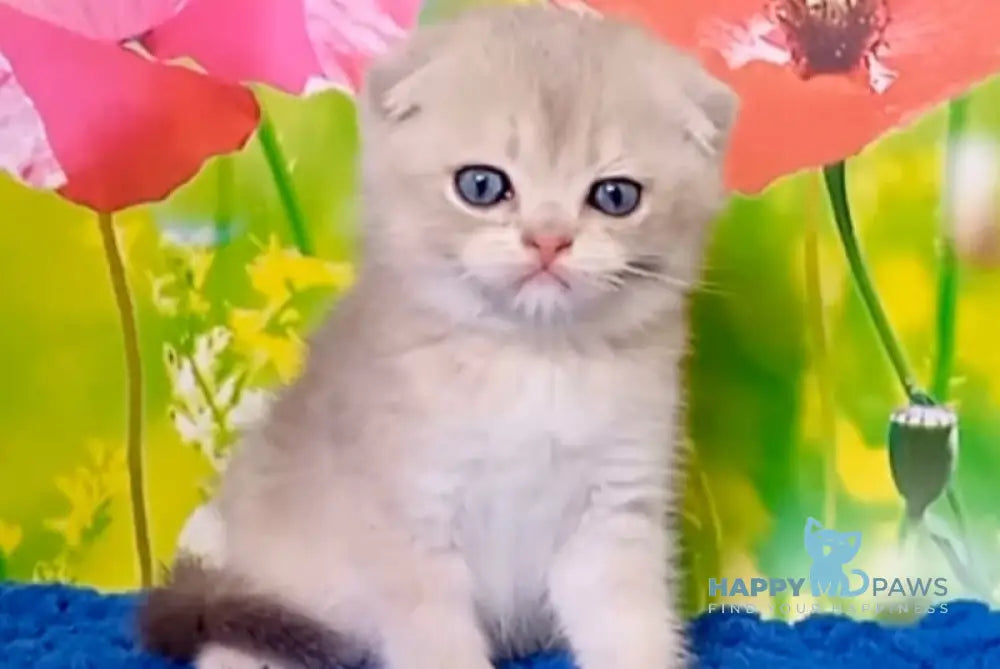 Quest Scottish Fold male blue golden chinchilla live animals