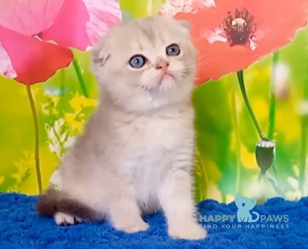Quest Scottish Fold male blue golden chinchilla live animals