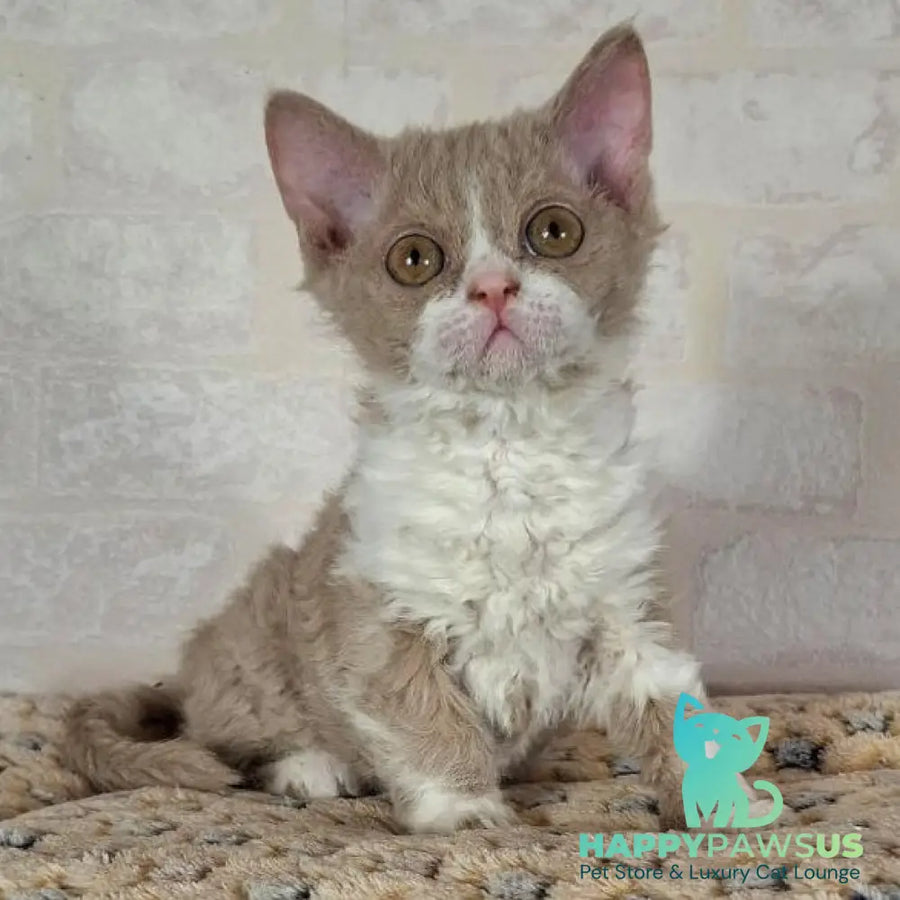 Quest Selkirk Rex male fawn bicolour