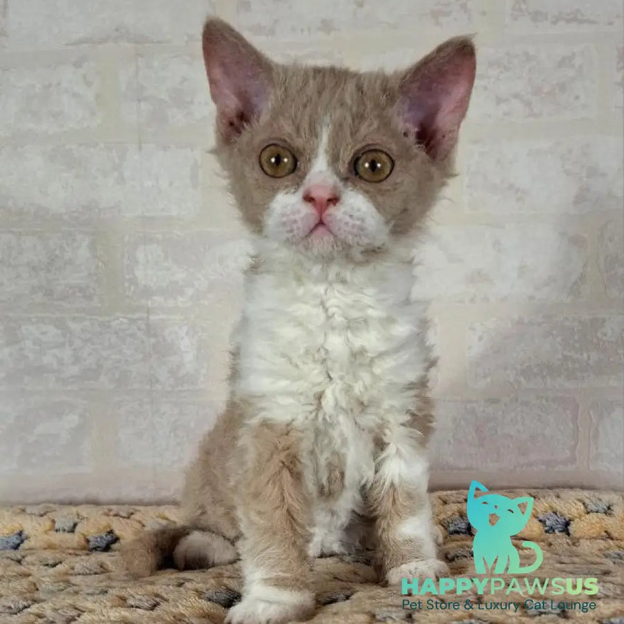 Quest Selkirk Rex male fawn bicolour