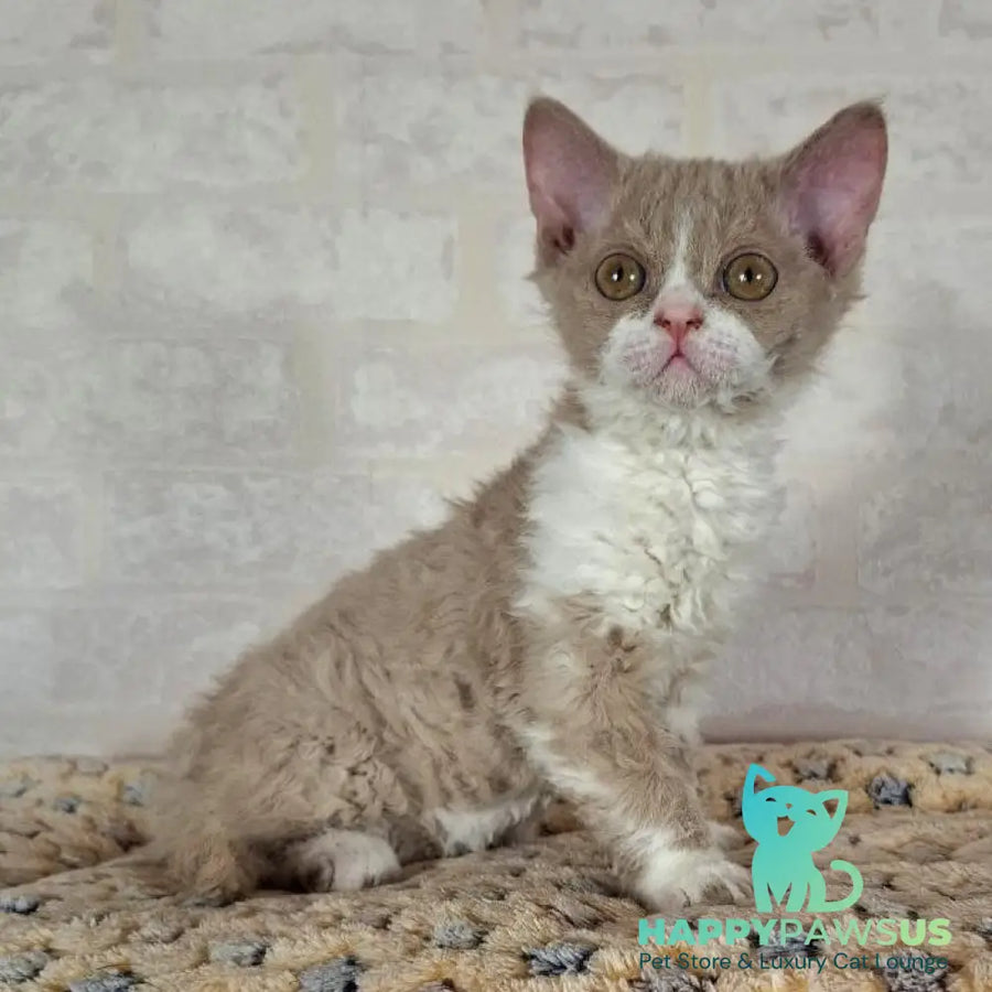 Quest Selkirk Rex male fawn bicolour