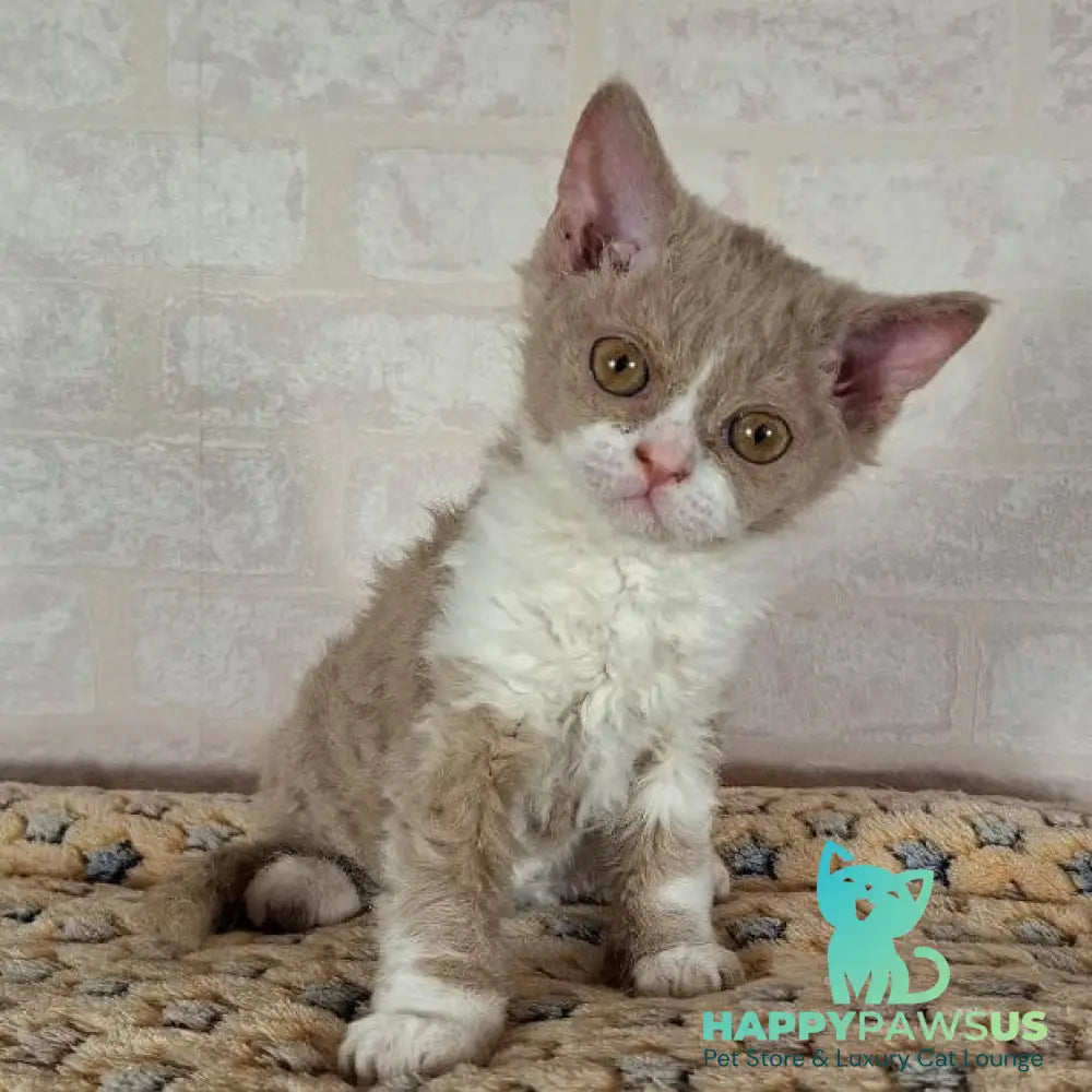 Quest Selkirk Rex male fawn bicolour