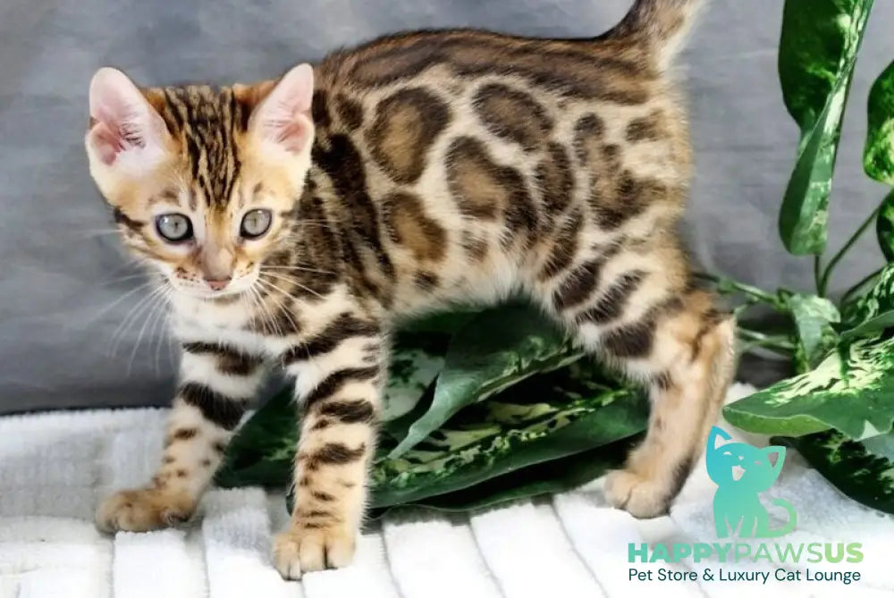 Questa Bengal female black spotted tabby - live animals