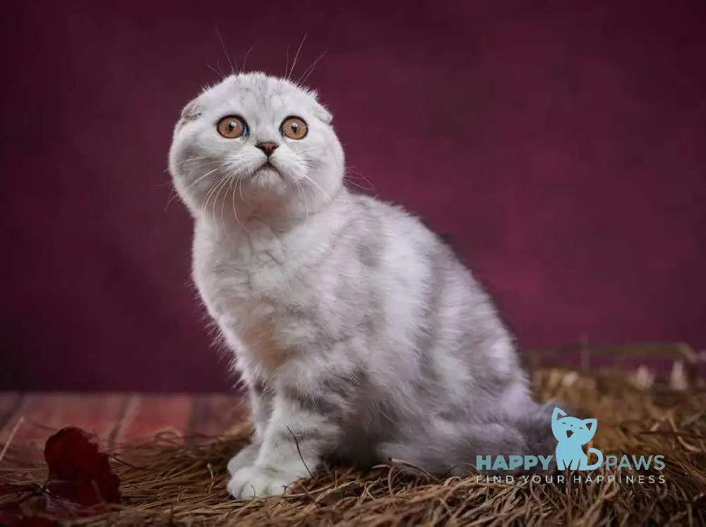 Questa Lola Scottish Straight female black silver tabby live animals