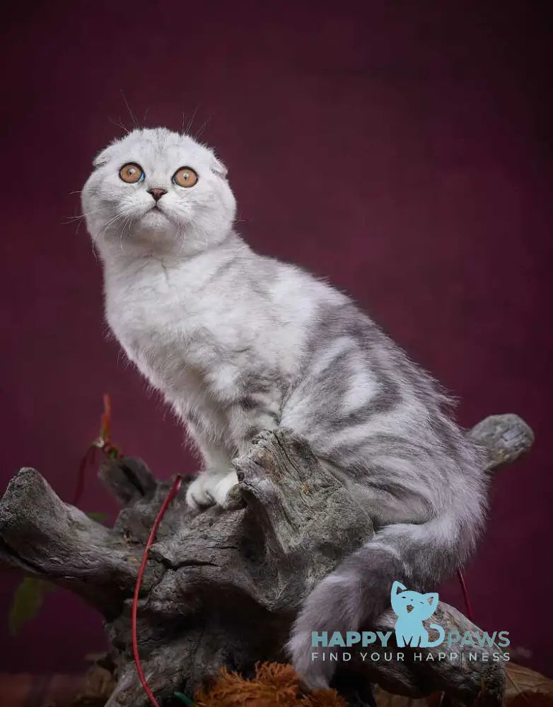 Questa Lola Scottish Straight female black silver tabby live animals