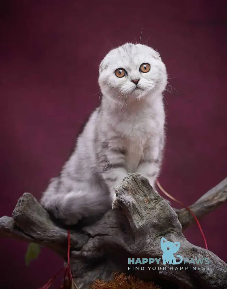 Questa Lola Scottish Straight female black silver tabby live animals