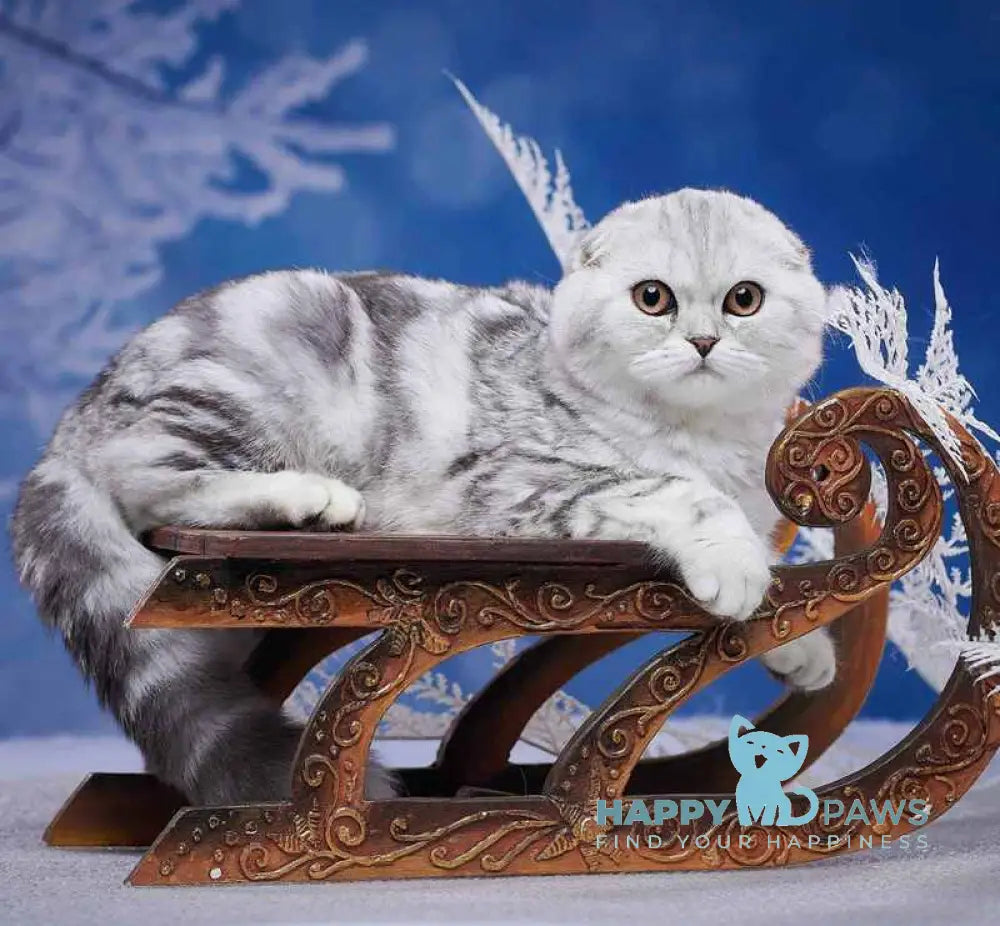 Questa Lola Scottish Fold female black silver tabby live animals