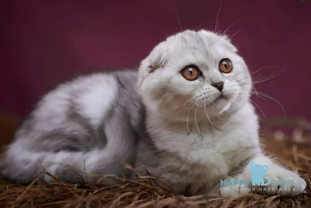 Questa Lola Scottish Straight female black silver tabby live animals