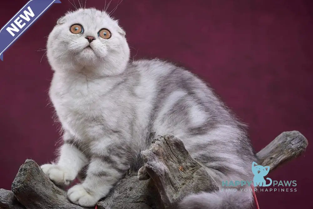 Questa Lola Scottish Straight female black silver tabby live animals