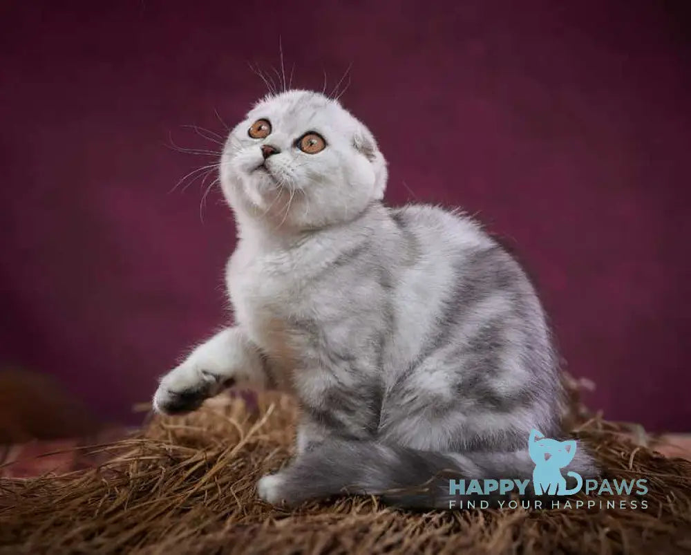 Questa Lola Scottish Straight female black silver tabby live animals