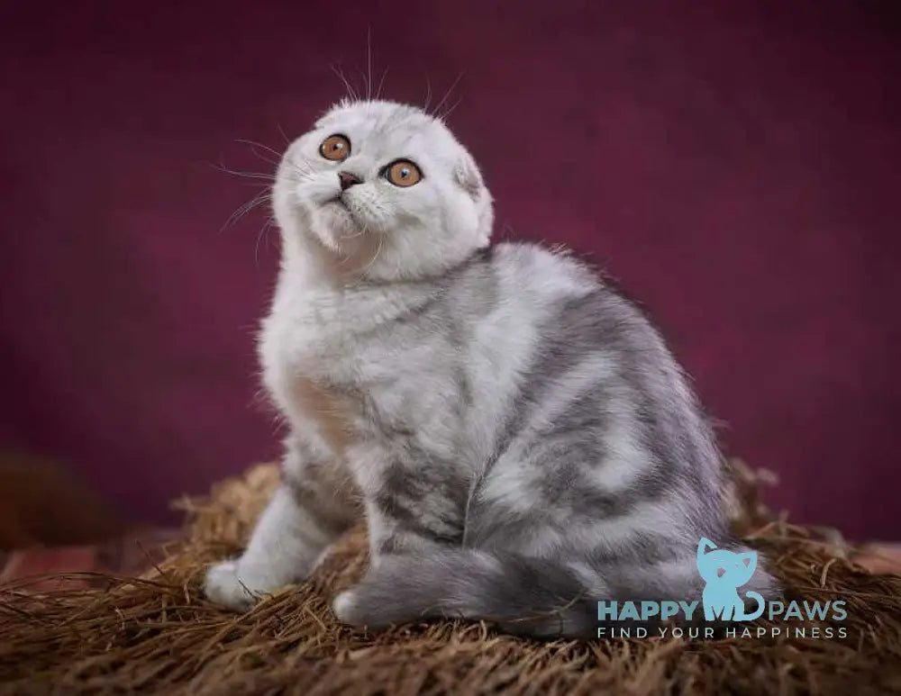 Questa Lola Scottish Straight female black silver tabby live animals