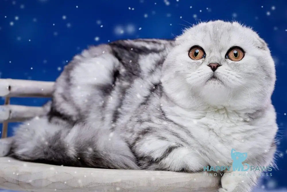 Questa Lola Scottish Fold female black silver tabby live animals