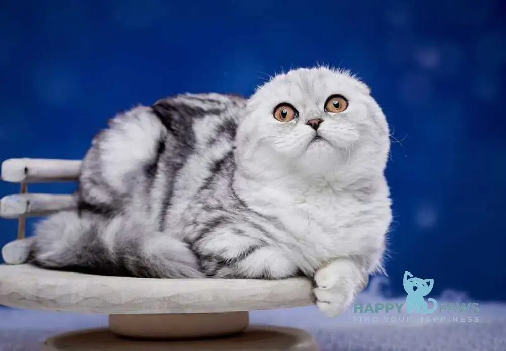 Questa Lola Scottish Fold female black silver tabby live animals