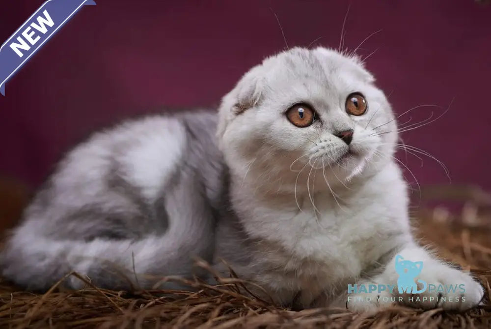 Questa Lola Scottish Straight female black silver tabby live animals