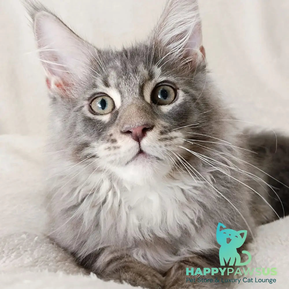 Quester King Maine Coon male blue tabby - live animals