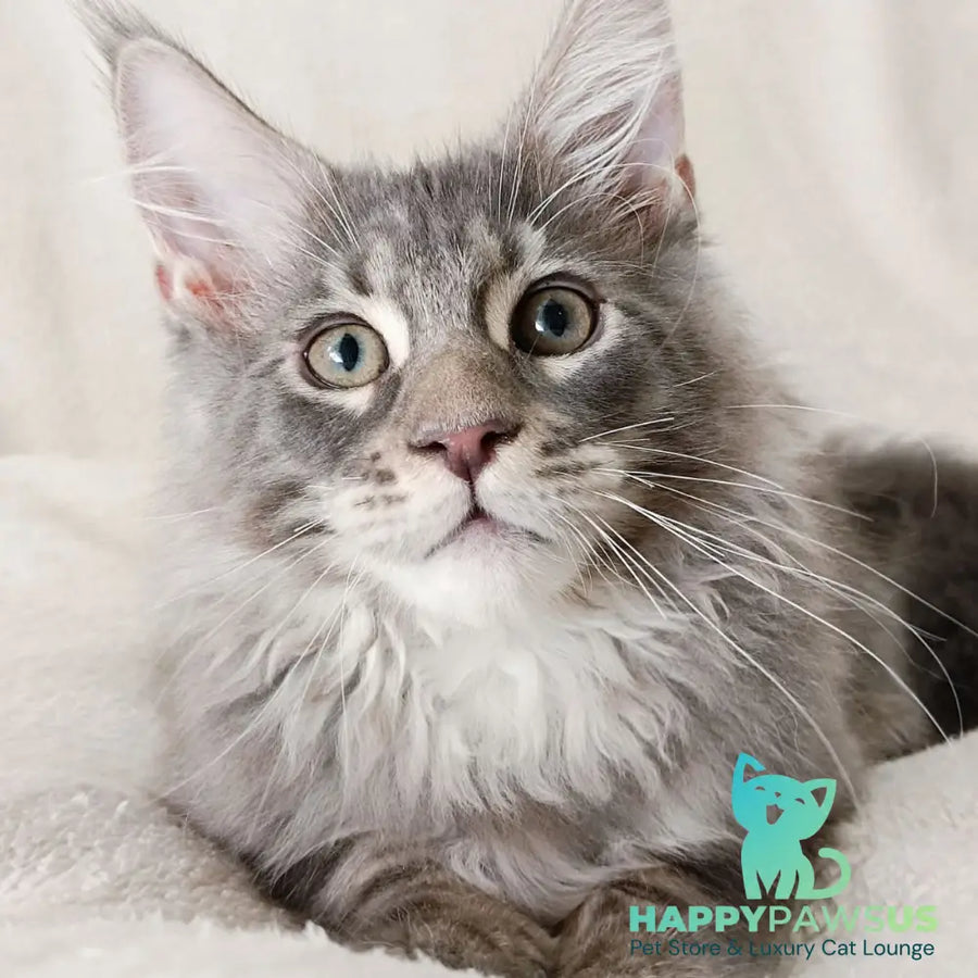 Quester King Maine Coon male blue tabby - live animals